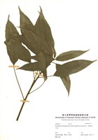 藏品(臺灣樹參)的圖片